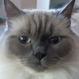 Иконка программы: Kitty Clicker - Cat Train…
