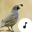 Ikona programu: Quail Sounds