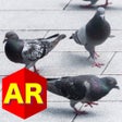 Icoon van programma: Anywhere Pigeon AR