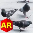 Anywhere Pigeon AR