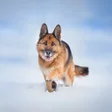 プログラムのアイコン：German shepherd wallpaper…