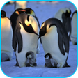プログラムのアイコン：Penguins Video Live Wallp…