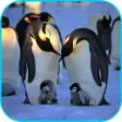 Penguins Video Live Wallpaper