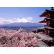 Kirschblüte in Japan Wallpaper