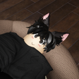 Icon of program: Hangout with a neko boy D…