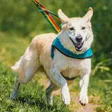 Programın simgesi: Dog Walk: Animal Rescue G…