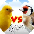 Canary vs goldfinch