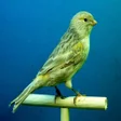 Icoon van programma: Canaries Bird Sounds