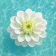 程序图标：FusionBrain.AI