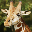 Иконка программы: The Giraffe