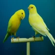 プログラムのアイコン：Canary Bird Sounds  Ringt…