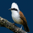 程序图标：White-crested laughingthr…