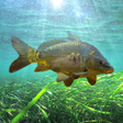 Иконка программы: 3DCARP2