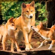 Ikon program: Wild Dingo Dog Survival S…