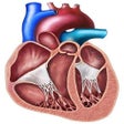 プログラムのアイコン：EchoCardio