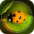 Insect identifier by Photo Cam