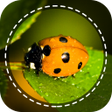 ไอคอนของโปรแกรม: Insect identifier by Phot…