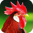 Symbol des Programms: Rooster Sounds