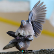 程序图标：suara pemikat burung teku…