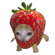 程序图标：Stickers Cats - WASticker