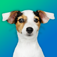 أيقونة البرنامج: Dog Quiz: Guess the Breed…