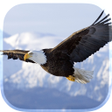 程序图标：Eagle Live Wallpaper