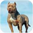 Ícone do programa: Pitbull Dog Simulator