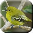 Icon of program: Suara Burung Cipoh Gacor