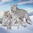Ikon program: Wild White Tiger Family S…