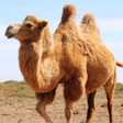 Ícone do programa: The Camel
