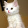 Ikon program: One-click Kittens