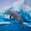 프로그램 아이콘: Antarctic Dolphin Escape