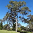 Ikona programu: Australian Tree ID