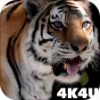 4K MightyTiger Video Live Wallpaper