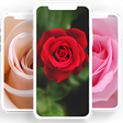 プログラムのアイコン：Rose wallpaper