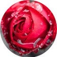 Biểu tượng của chương trình: Rose Wallpaper