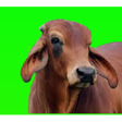 プログラムのアイコン：गाय पालन (Cow Rearing)