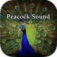 프로그램 아이콘: Peacock - Chirping Sounds