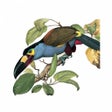 프로그램 아이콘: Birds of Ecuador - Field …