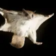 Flying Squirrel sounds