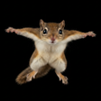 Ikon program: Flying Squirrel sounds