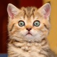 Icon of program: Cats sounds