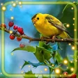 程序图标：Birds Songs Live Wallpape…