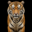 プログラムのアイコン：Tiger Sounds