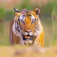 Tiger Sounds