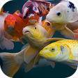 プログラムのアイコン：Koi Video Live Wallpaper