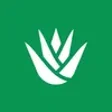 Programikonen: Stepseed