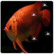 Icon of program: Arowana Live Wallpaper