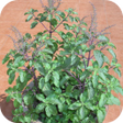 プログラムのアイコン：Tulsi Mata Aarti