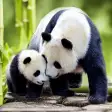 Talking Pandas